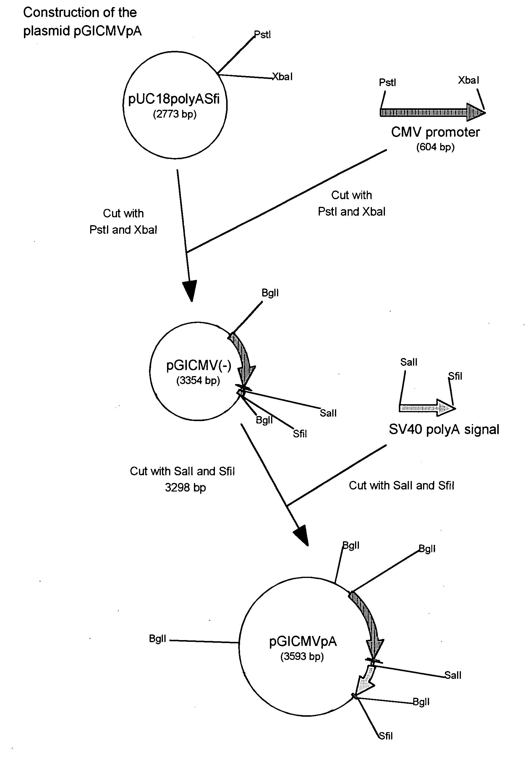 Turkey herpesvirus vectored recombinant containing avian influenza genes