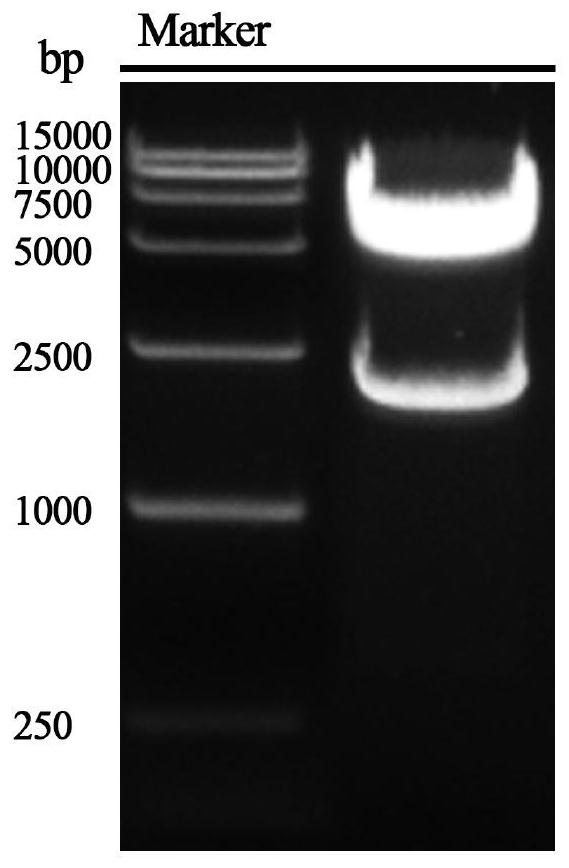 Codon-optimized N-acetylglucosamine transferase gene and application thereof