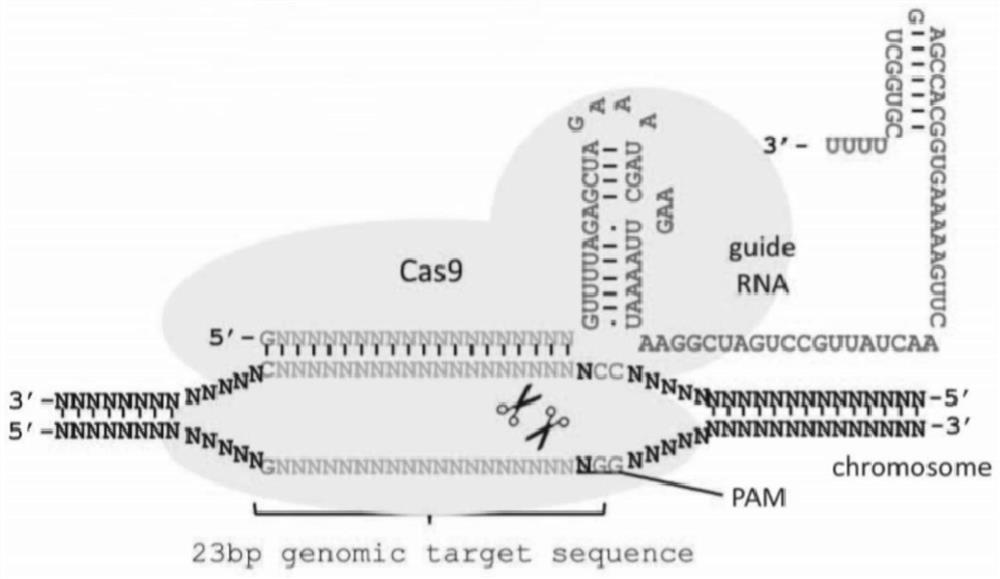 Method for preparing retinitis pigmentosa non-human mammal model