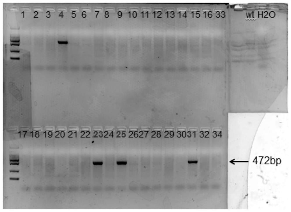 Method for preparing retinitis pigmentosa non-human mammal model