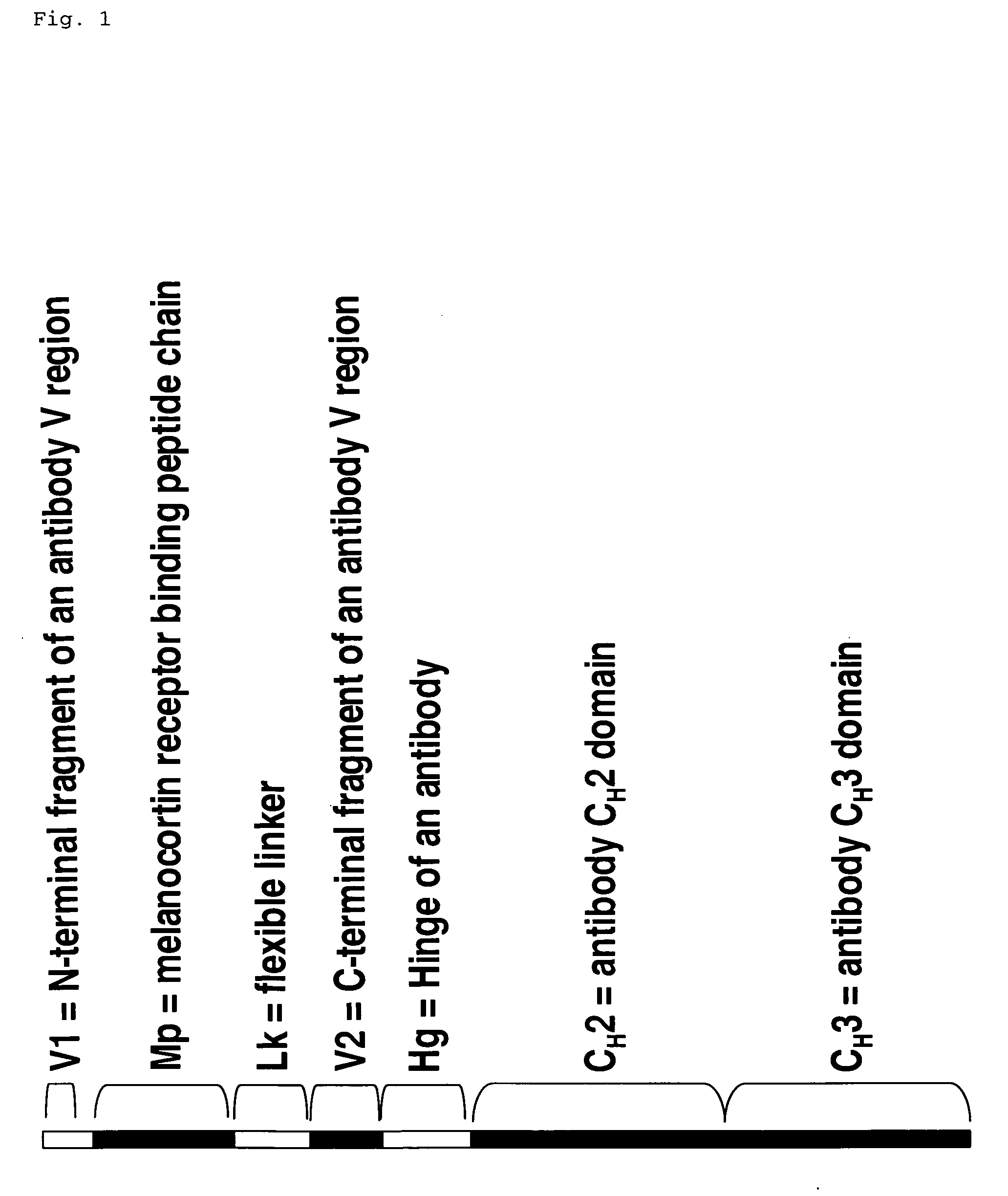 Melanocortin receptor binding mimetibodies, compositions, methods and uses