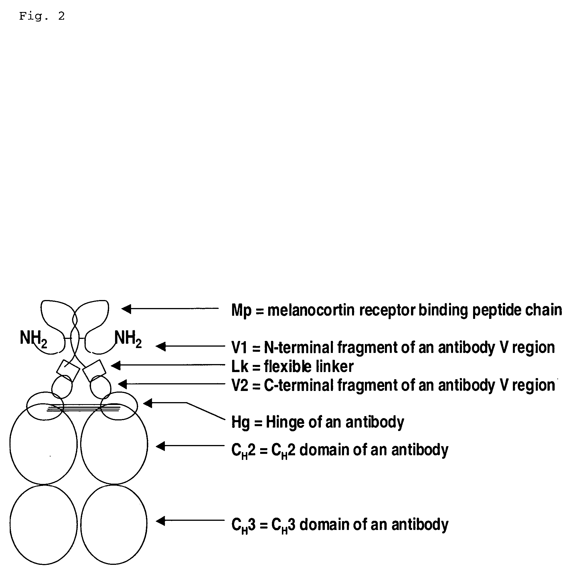 Melanocortin receptor binding mimetibodies, compositions, methods and uses