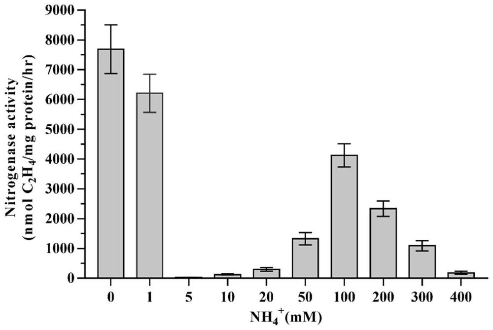 A Natural Ammonium-resistant Paenibacillus Nitrogenfixing Strain ah-4 and Its Application