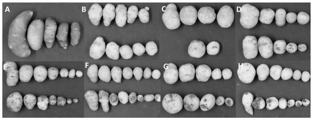 A kind of identification method of potato scab resistance