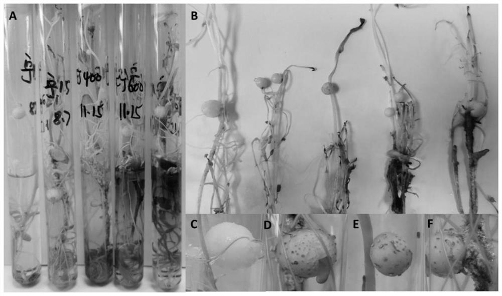 A kind of identification method of potato scab resistance