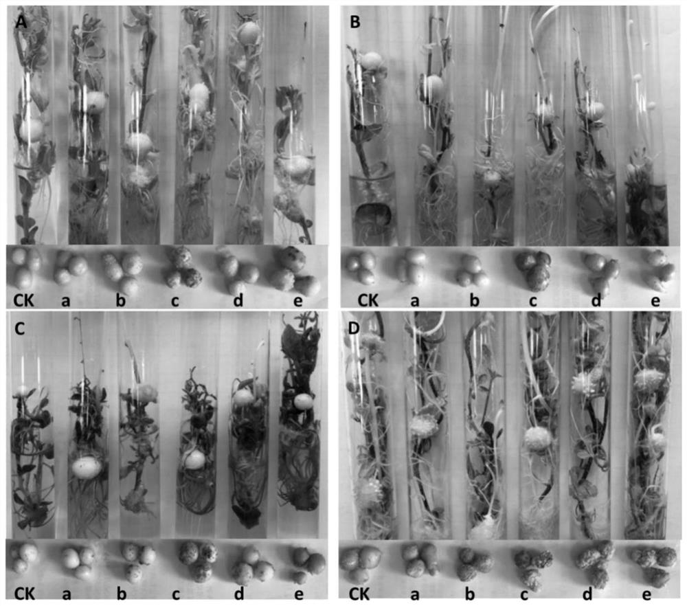 A kind of identification method of potato scab resistance