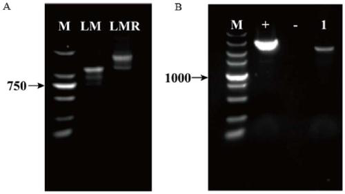 A method for regulating Torulopsis glabrata to resist low pH stress