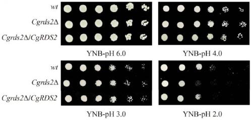 A method for regulating Torulopsis glabrata to resist low pH stress