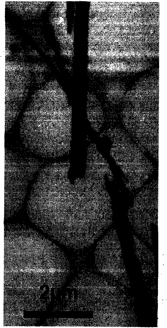 Method for preparing lead hydroxide nano-rod based on liquid-phase chemical reaction