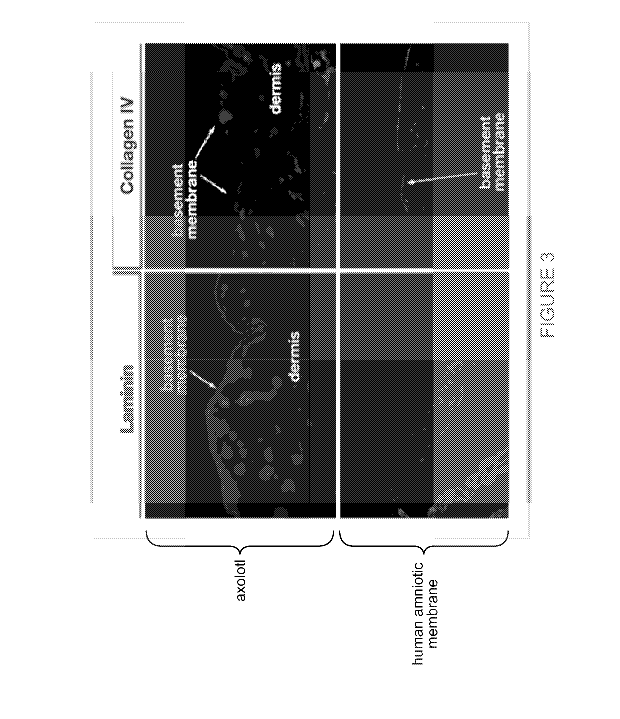 Decellularized Biomaterial from Non-Mammalian Tissue