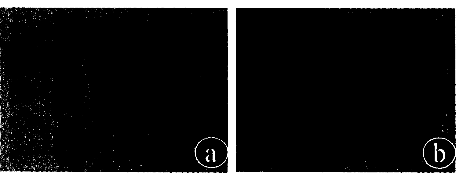 Method of external constructing tissue engineering blood vessel