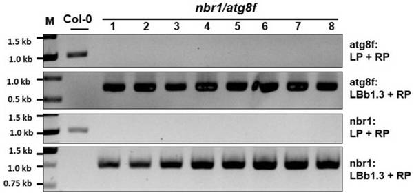 A kind of breeding method and application of Arabidopsis nbr1/atg8f double mutant