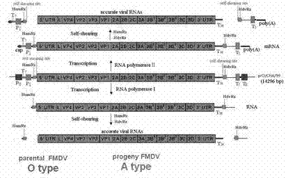 Recombinant vaccine strain for foot-and-mouth disease type A as well as preparation method thereof and application thereof