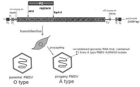 Recombinant vaccine strain for foot-and-mouth disease type A as well as preparation method thereof and application thereof