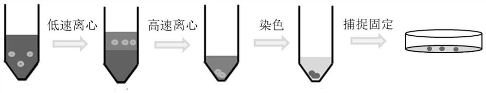 Analysis method for identifying bacteria and testing antibiotic sensitivity in biological sample