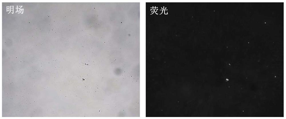 Analysis method for identifying bacteria and testing antibiotic sensitivity in biological sample