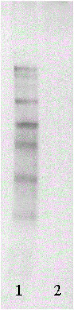 Zebrafish vitellogenin immunoblotting kit and its detection method and application