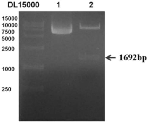 Chimeric antigen receptor comprising FcγRI and its application