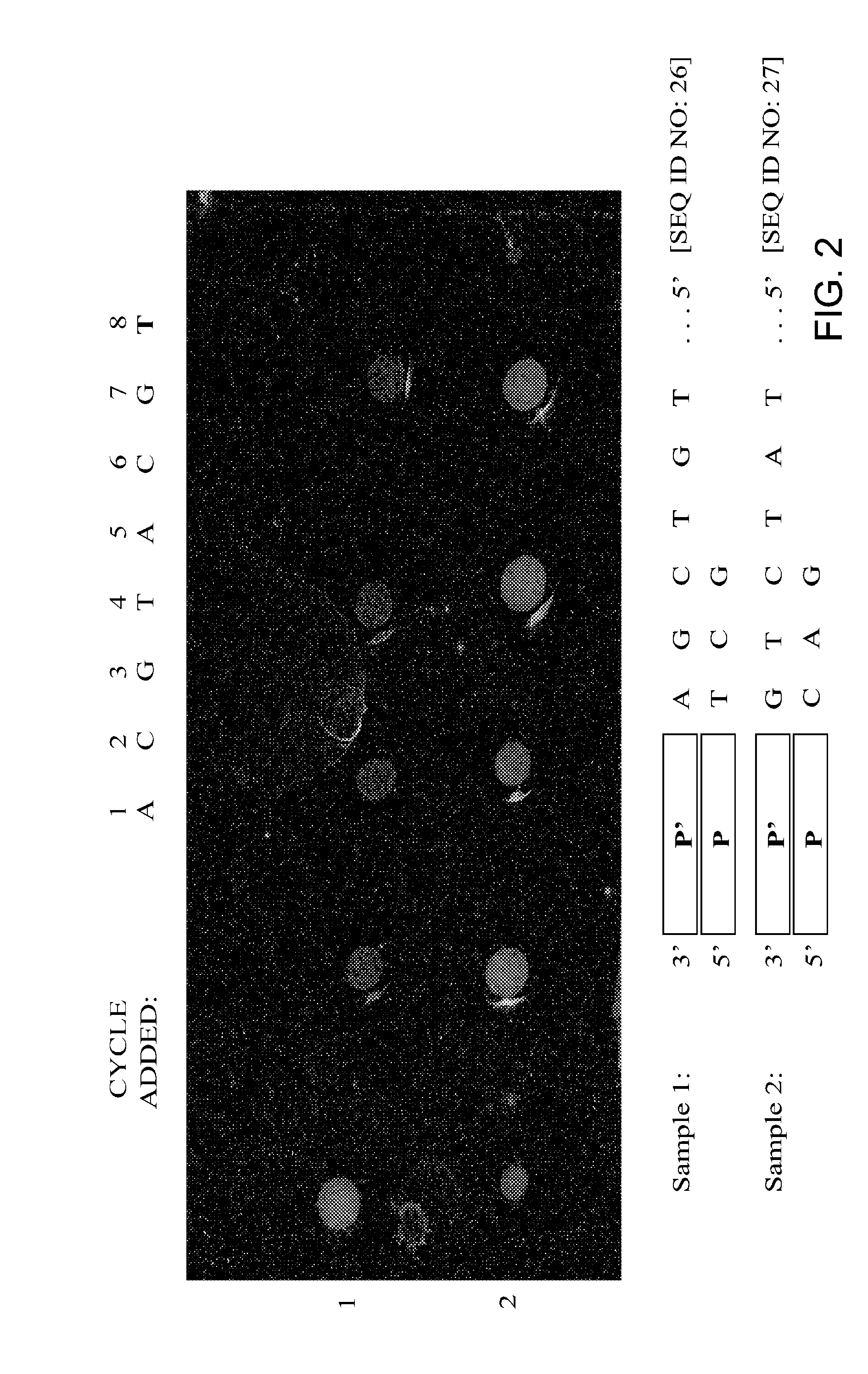 Replica amplification of nucleic acid arrays