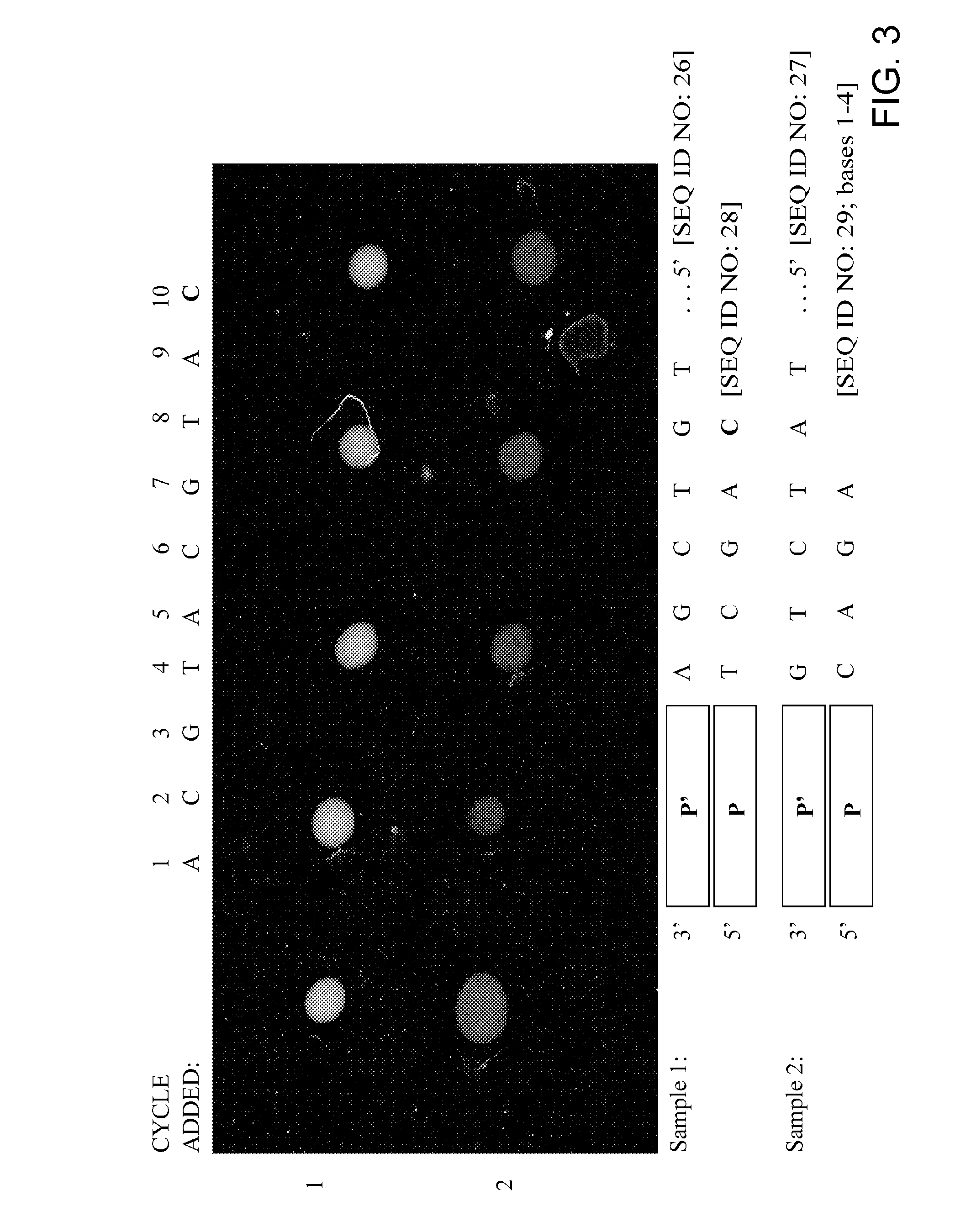 Replica amplification of nucleic acid arrays