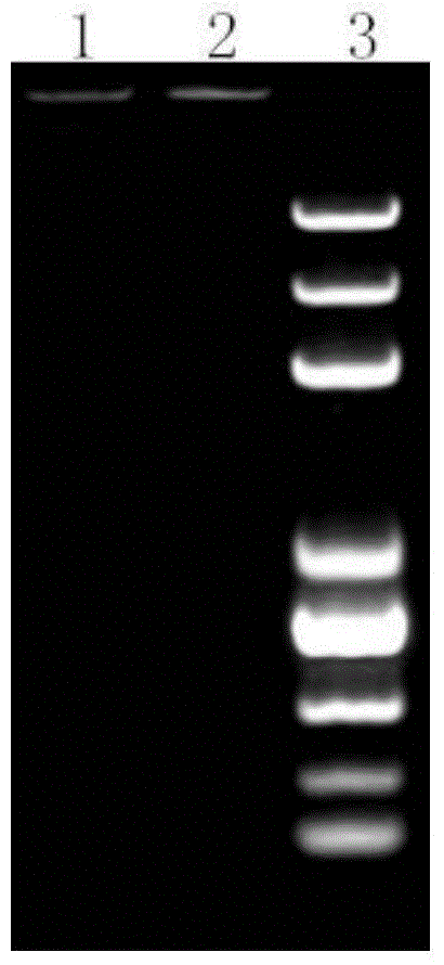 Kit for rapidly extracting genomes of animal excrement by virtue of CTAB method