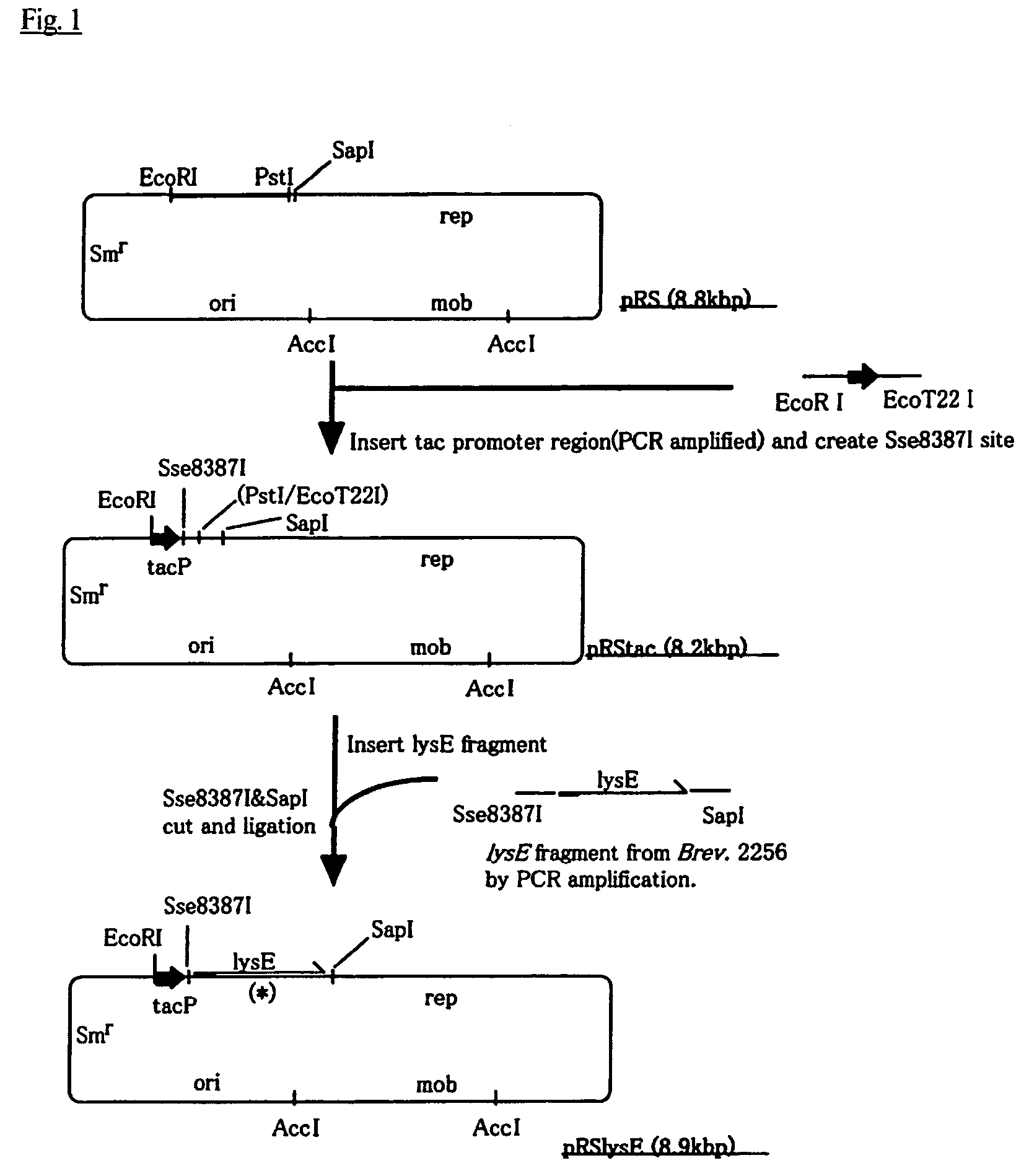 Method for producing L-amino acid using methylotroph