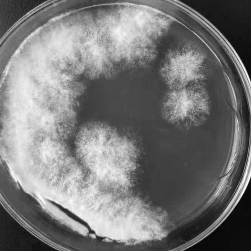 Thermophilic sporotrichum YM-2, compound bacterial agent thereof, and application of compound bacterial agent