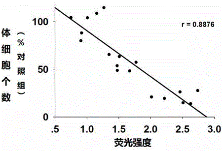 Detection method on basis of taking epidermal keratin and associated protein thereof as biomarkers for predication and detection of ultraviolet injuries and application of detection method