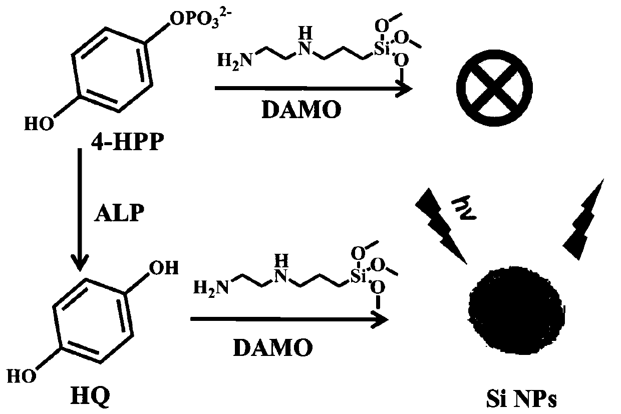 Fluorescence detection method for activity of alkaline phosphatase