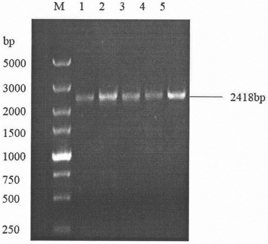 Construction, identification and expression method of porcine ACE2 eukaryotic expression recombinant plasmid vector