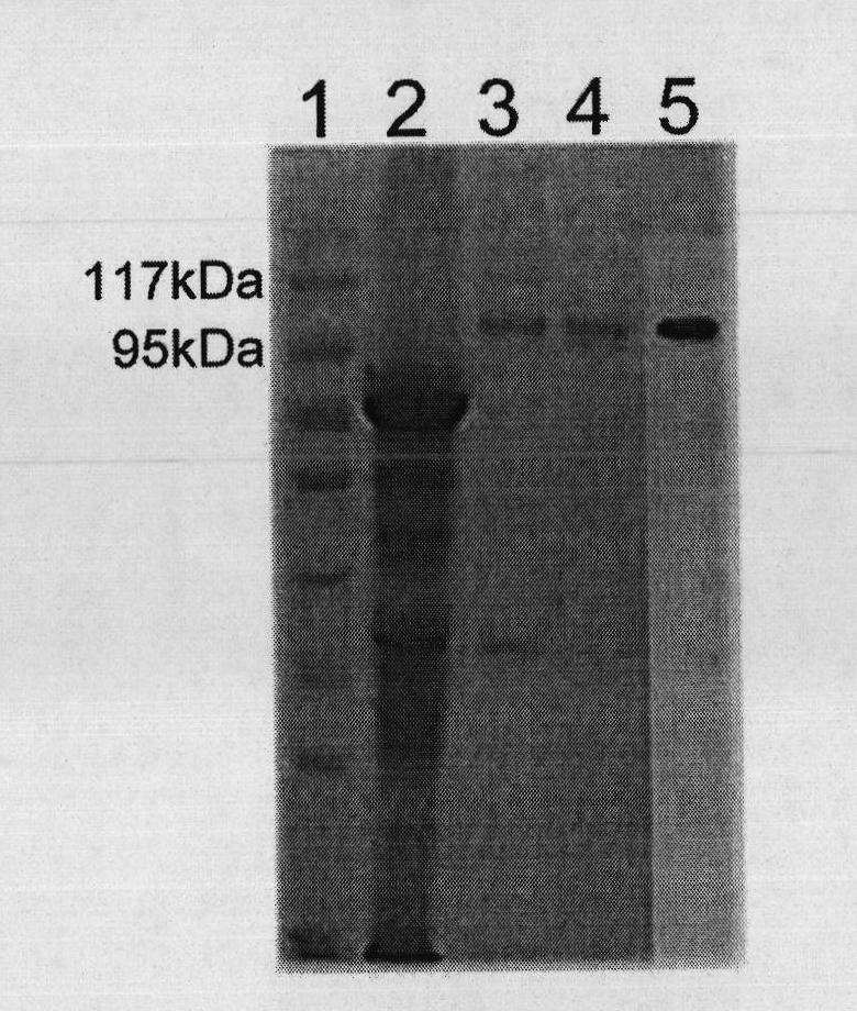 Therapeutic hepatitis B vaccine