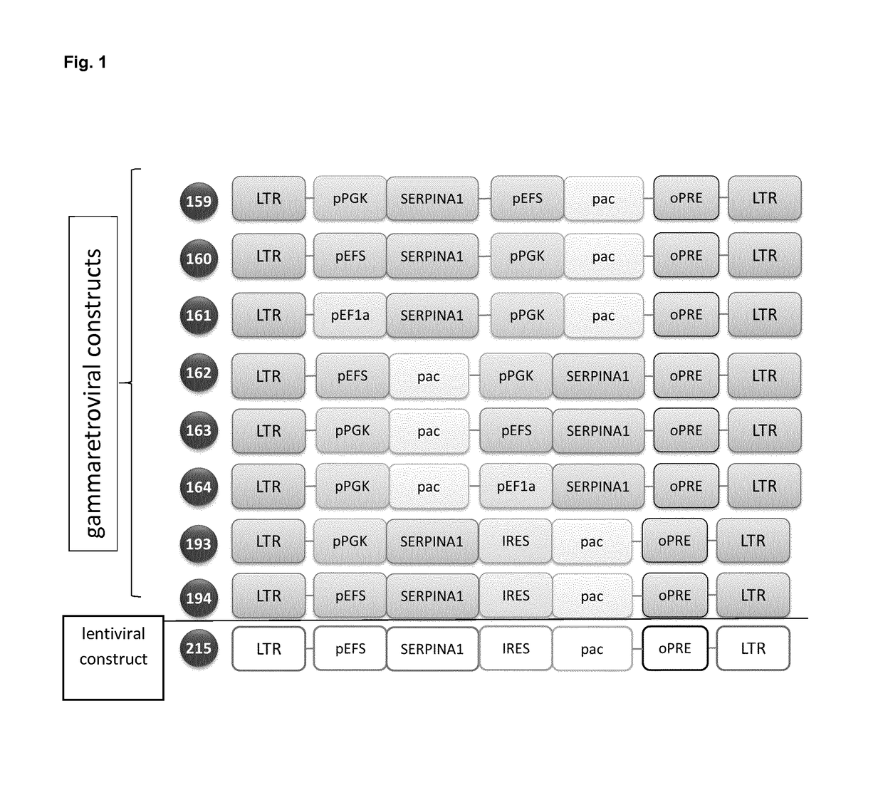 Genetically modified mesenchymal stem cells expressing alpha-1 antitrypsin (AAT)