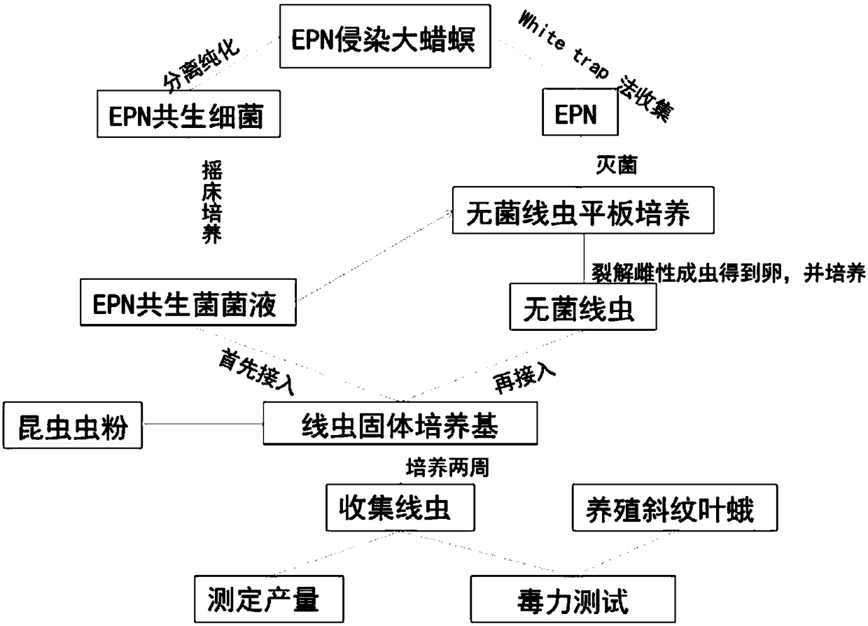 Solid culture medium for nematode and preparation method and application thereof