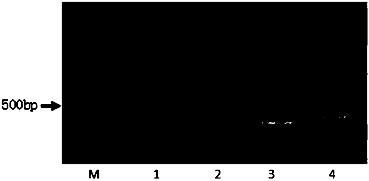 Cultivating method for acquiring Zengcheng honey chrysanthemum virus-free seedling through micro-stem tip culture combined with heat treatment