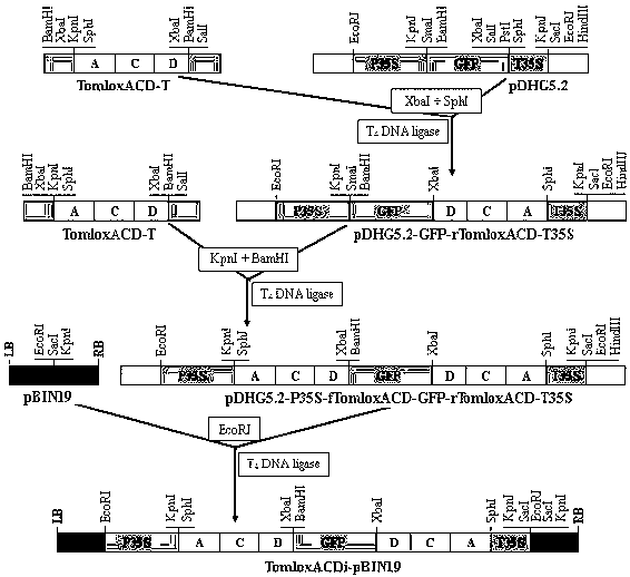 Tomato lipoxygenase family silent expression vector, and construction method and application thereof