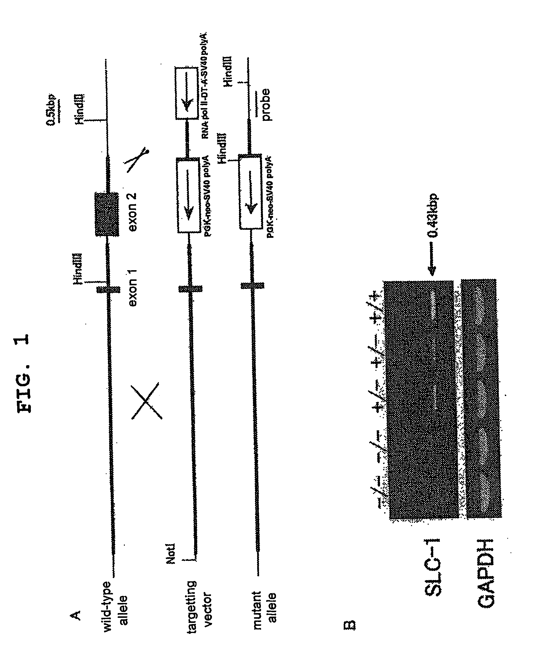 Genetically Modified Animal and Use Thereof