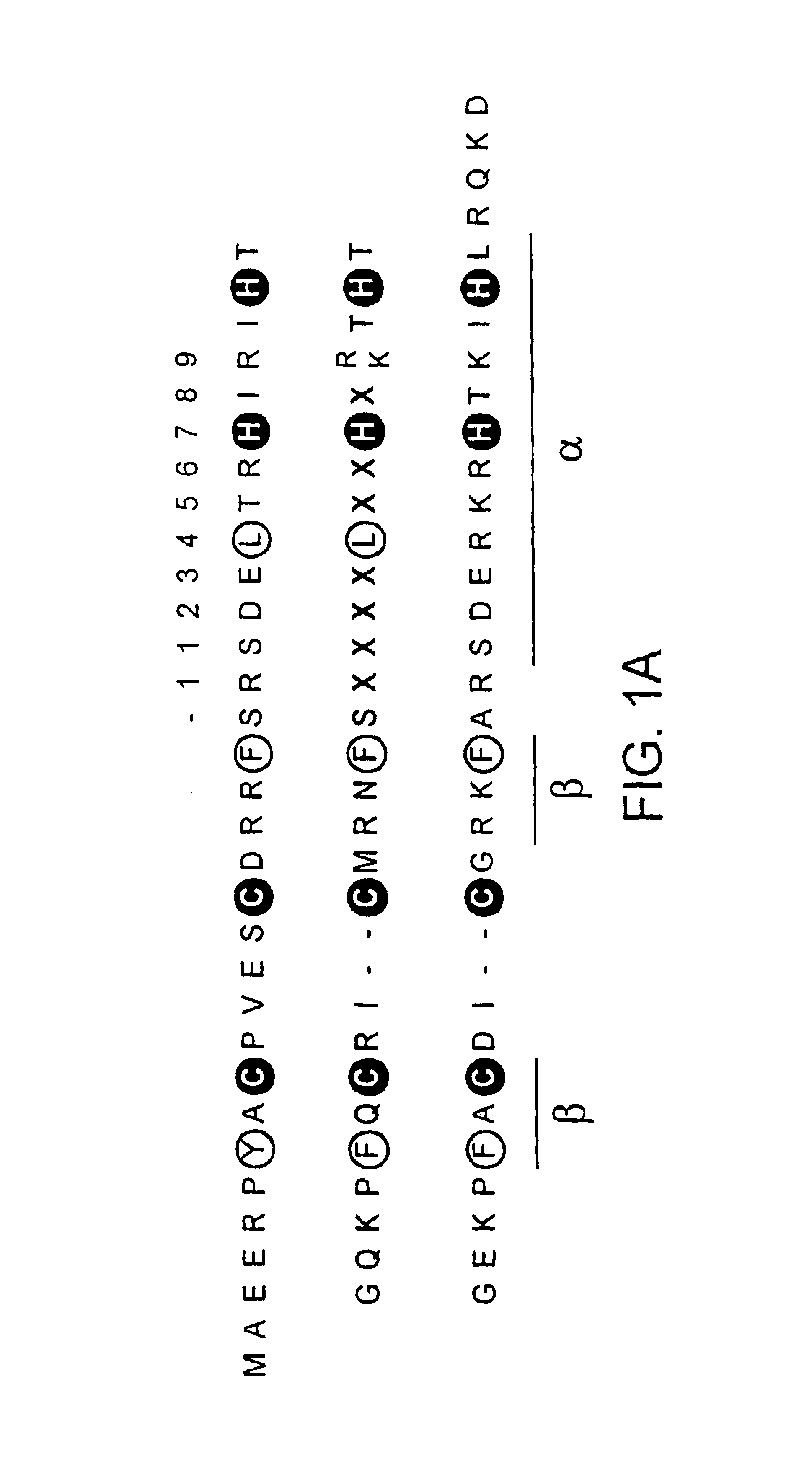 Nucleic acid binding proteins