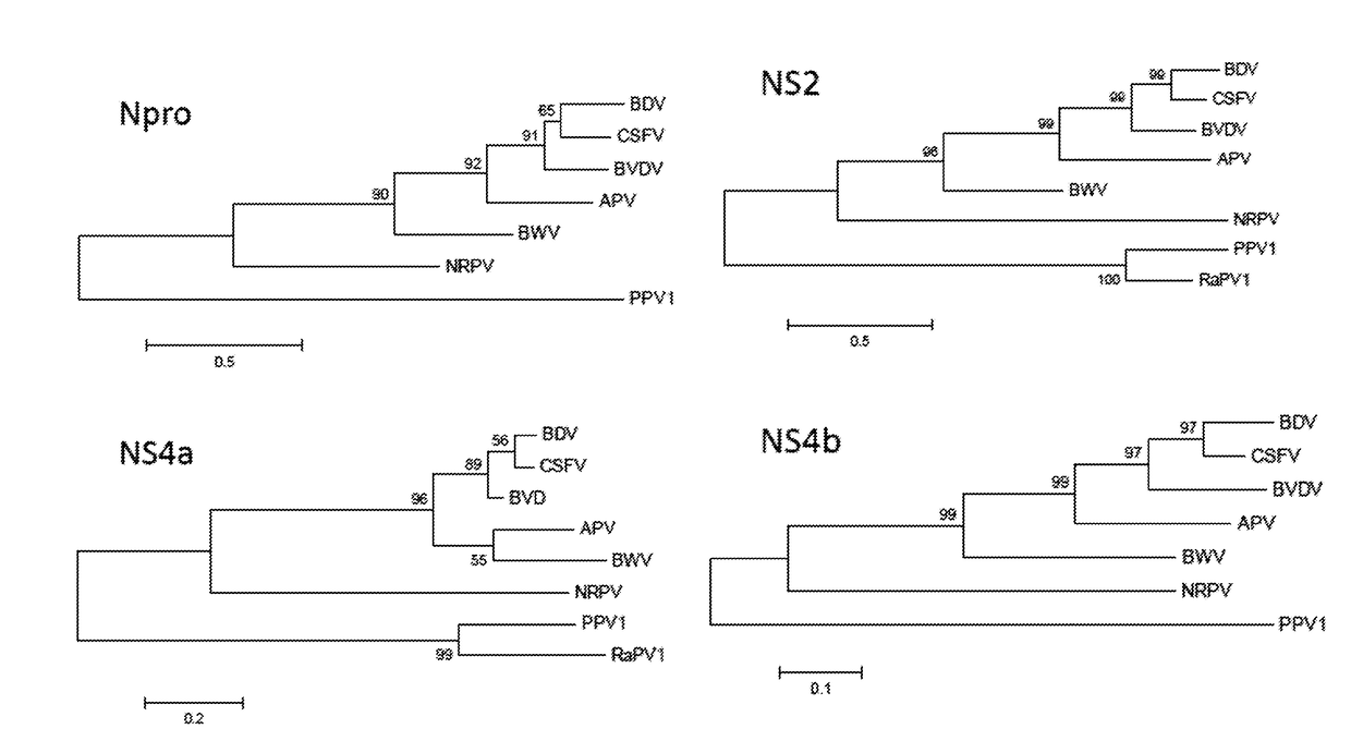 Porcine pestvirus, vaccines, and assays