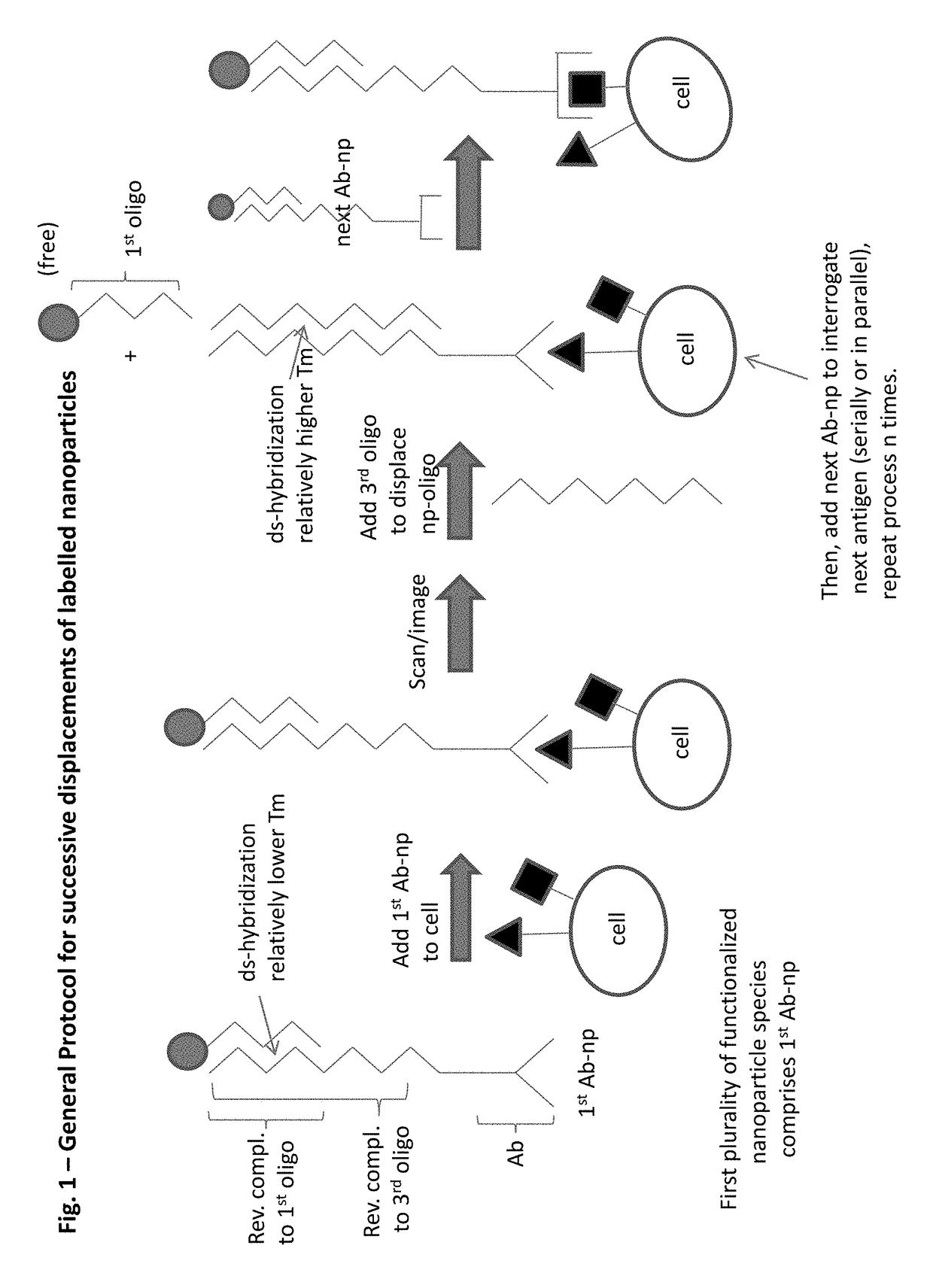 Integrated visual morphology and cell protein expression using resonance-light scattering