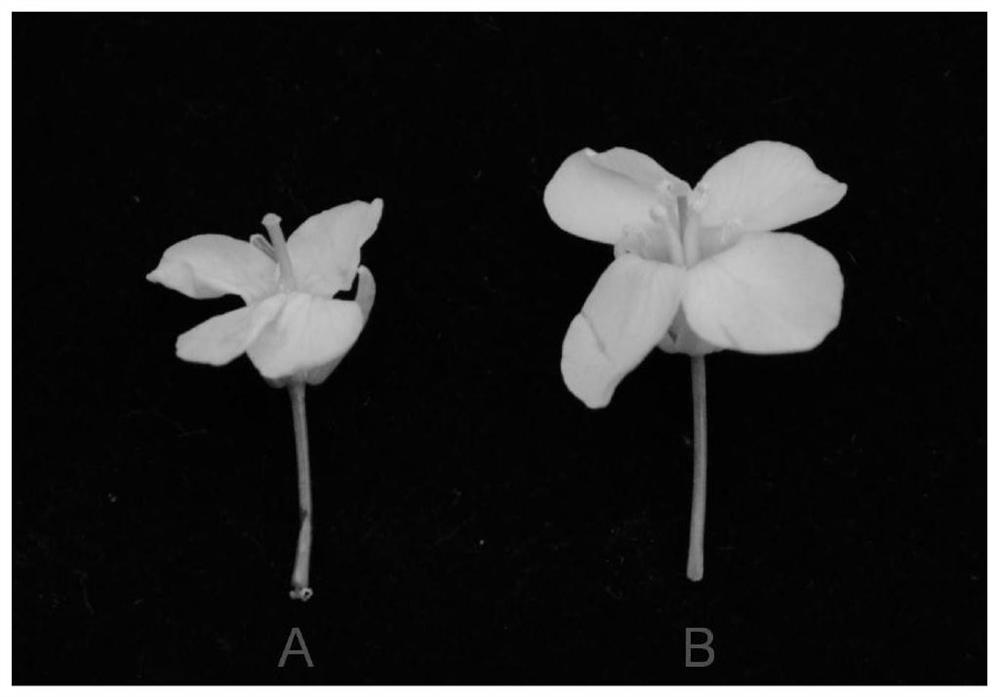 Molecular marker for gene-assisted breeding related to rape dominant cell nucleus sterility and application of molecular marker