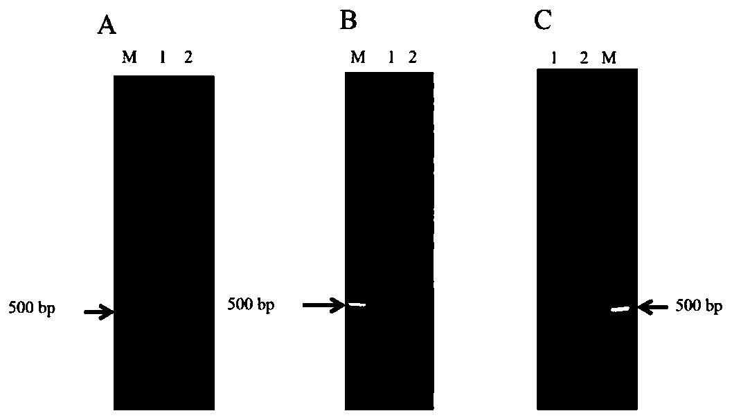 Method for enriching target DNA fragments by multiplex PCR