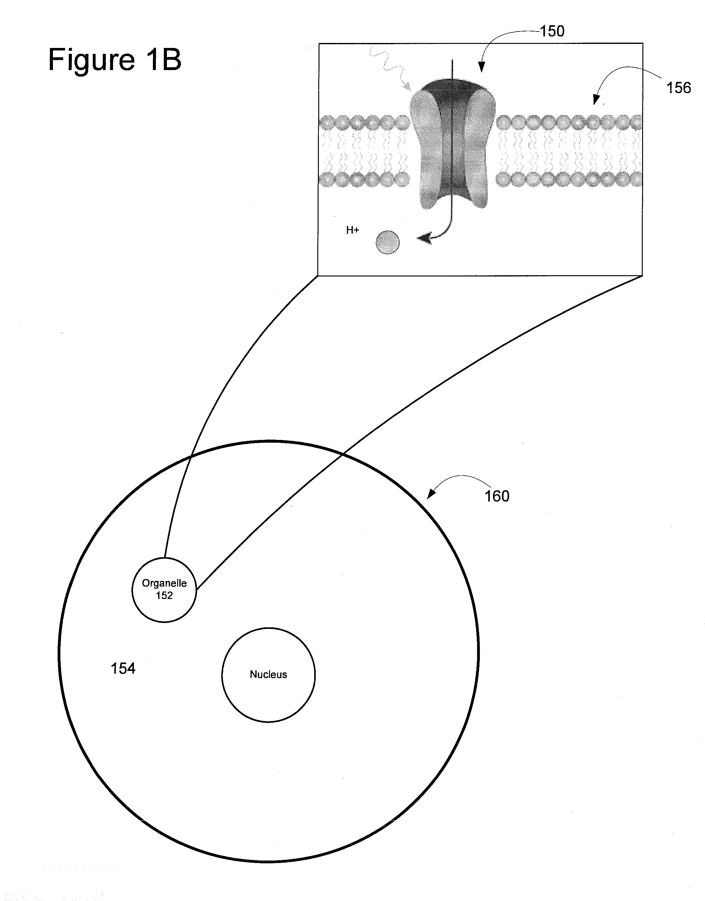 Light-Sensitive Ion-Passing Molecules