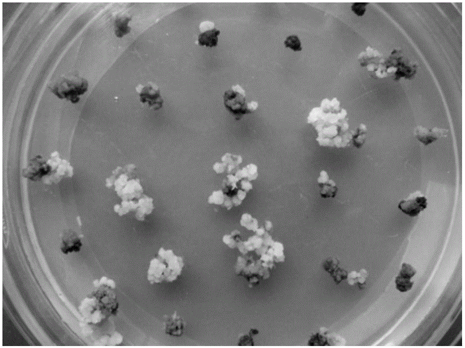 Genetic transformation method of calluses of non-glutinous rice Chuanxiang 29B mature embryos