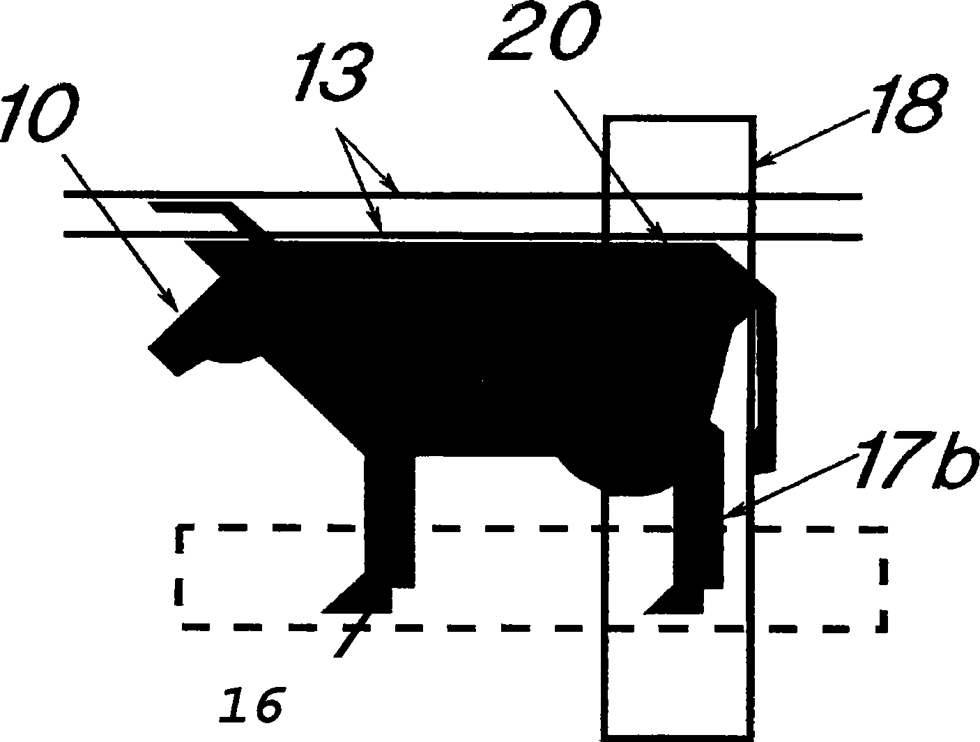 A method and a system for measuring an animal's height