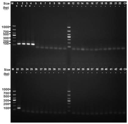 Mycobacterium tuberculosis h37rv coding gene and its application