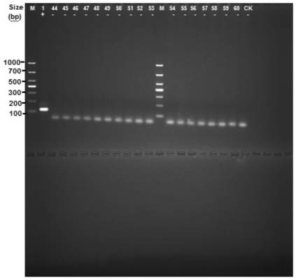 Mycobacterium tuberculosis h37rv coding gene and its application
