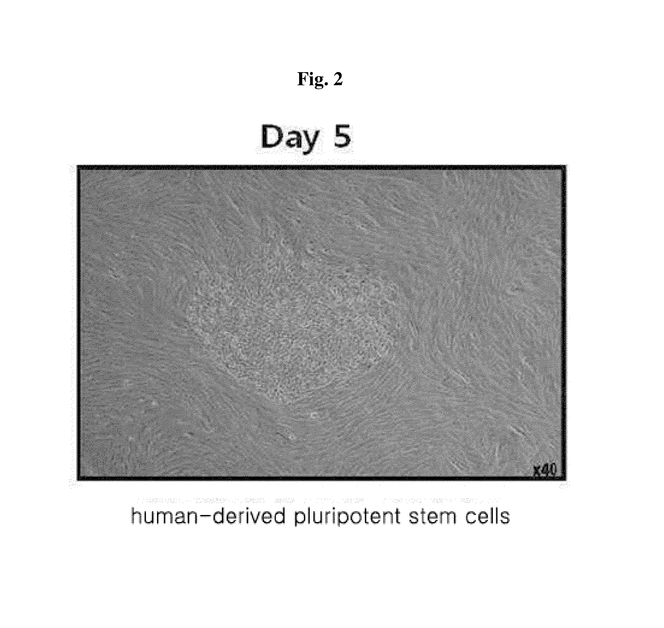 Method for inducing tailored pluripotent stem cells using extract of plant stem cells or plant dedifferentiated stem cells, and pluripotent stem cells produced by means of the method