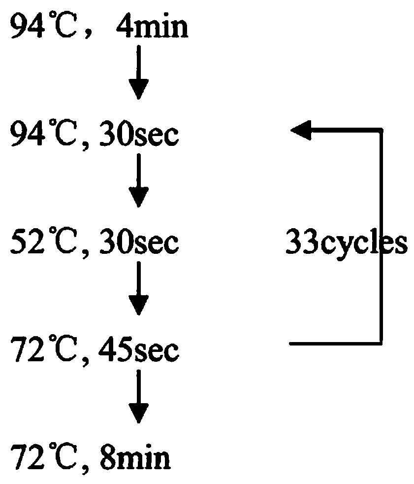 Method for culturing variety (line) with high phosphorus efficiency by using soybean root configuration near-isogenic line