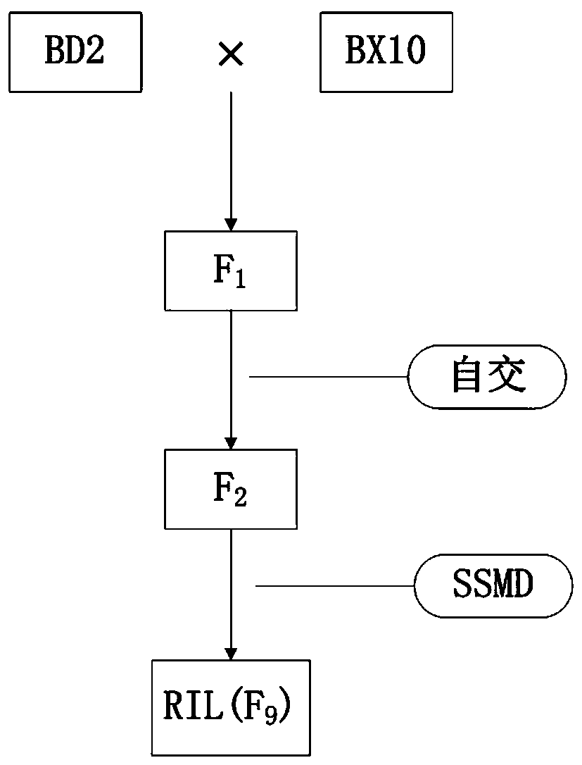 Method for culturing variety (line) with high phosphorus efficiency by using soybean root configuration near-isogenic line