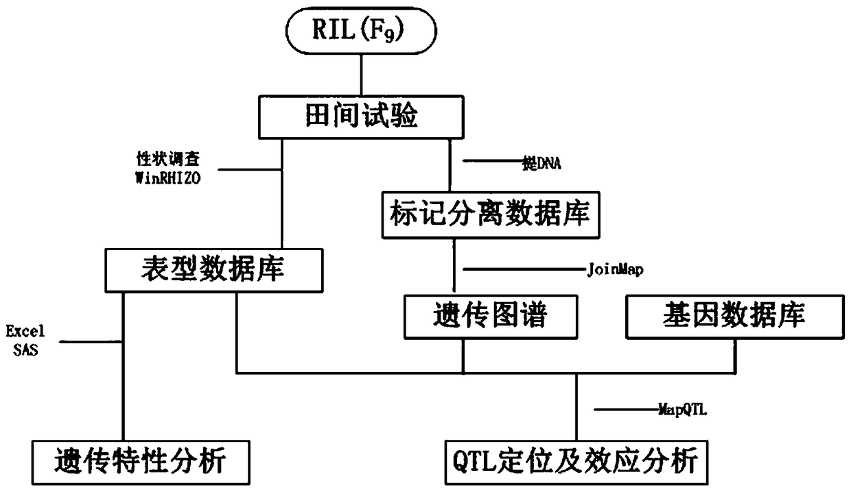 Method for culturing variety (line) with high phosphorus efficiency by using soybean root configuration near-isogenic line